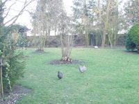 de tuin