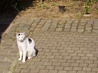 een tuinbewoner