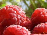fruitstreek